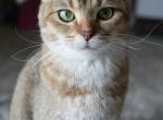 Birdie - British Shorthair Cat For Sale - Hazelwood&comma; MO&comma; US