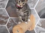Bengal r Kittens Ready Now - Bengal Kitten For Sale - 