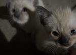 Siamese - Siamese Kitten For Sale - Tucson&comma; AZ&comma; US