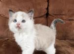 Ragdoll Kittens Ready Now - Ragdoll Kitten For Sale - 