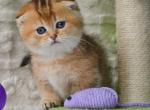Munchkin Kittens Ready Now - Munchkin Kitten For Sale - Piscataway&comma; NJ&comma; US