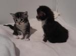 Maine Coon Kittens  ready for forever - Maine Coon Kitten For Sale - 