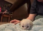 Vanilla - Ragdoll Kitten For Sale - 