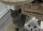 British shorthair Kittens Ready Now - British Shorthair Kitten For Sale - Jacksonville&comma; FL&comma; US