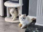 Ragdoll Kittens Ready Now - Ragdoll Kitten For Sale - 