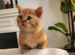 Munchkin Kittens Ready Now - Munchkin Kitten For Sale - Jacksonville&comma; FL&comma; US