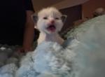Chocolate - Ragdoll Kitten For Sale - 