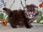 Persian Kittens  ready forever - Persian Kitten For Sale - Jacksonville&comma; FL&comma; US