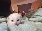 Cupcake - Ragdoll Kitten For Sale - 