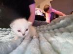 Strawberry - Siamese Kitten For Sale - Gardnerville&comma; NV&comma; US