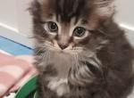 Maine Coon Kittens  ready now - Maine Coon Kitten For Sale - 