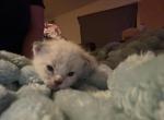 Neapolitan - Ragdoll Kitten For Sale - Gardnerville&comma; NV&comma; US