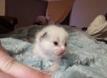 Blueberry - Ragdoll Kitten For Sale - Gardnerville&comma; NV&comma; US