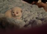 Orange - Ragdoll Kitten For Sale - Gardnerville&comma; NV&comma; US