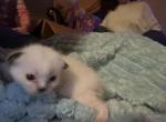 Cherry - Ragdoll Kitten For Sale - Gardnerville&comma; NV&comma; US
