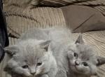 British shorthair Kittens Ready Now - British Shorthair Kitten For Sale - 