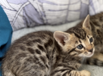 Bengal Kittens Ready Now - Bengal Kitten For Sale - San Jose&comma; CA&comma; US