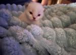 Sprinkles - Ragdoll Kitten For Sale - Gardnerville&comma; NV&comma; US