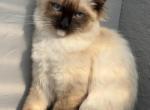 Lovely super active Soffy - Ragdoll Kitten For Adoption - 
