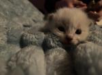 Brownie - Ragdoll Kitten For Sale - Gardnerville&comma; NV&comma; US