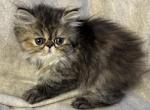 Persian Kittens  ready forever - Persian Kitten For Sale - San Jose&comma; CA&comma; US