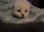 Grape - Siamese Kitten For Sale - Gardnerville&comma; NV&comma; US