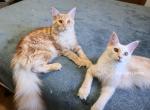 Litter L Also listed individually - Maine Coon Kitten For Sale - Longmont&comma; CO&comma; US