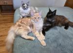 Litter L Also listed individually - Maine Coon Kitten For Sale - Longmont&comma; CO&comma; US