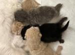 The British munchkin - Munchkin Kitten For Sale - Spring&comma; TX&comma; US