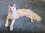 Lainey Red Smoke - Maine Coon Kitten For Sale - Longmont&comma; CO&comma; US