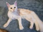 Lainey Red Smoke - Maine Coon Kitten For Sale - Longmont&comma; CO&comma; US