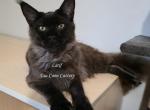 Latif Black Smoke - Maine Coon Kitten For Sale - Longmont&comma; CO&comma; US