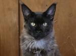 Latif Black Smoke - Maine Coon Kitten For Sale - Longmont&comma; CO&comma; US