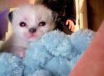 Apple - Ragdoll Kitten For Sale - Gardnerville&comma; NV&comma; US