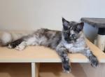 Leilani black Smoke Tortie - Maine Coon Kitten For Sale - Longmont&comma; CO&comma; US