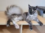 Leilani black Smoke Tortie - Maine Coon Kitten For Sale - Longmont&comma; CO&comma; US
