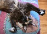 Lexine Tortie - Maine Coon Kitten For Sale - Longmont&comma; CO&comma; US