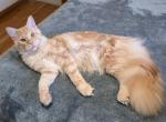 Lux Red Smoke - Maine Coon Kitten For Sale - Longmont&comma; CO&comma; US