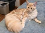 Lux Red Smoke - Maine Coon Kitten For Sale - Longmont&comma; CO&comma; US