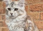 Calm Maine Coon Kittens - Maine Coon Kitten For Sale - 