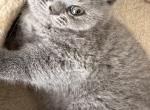 Playful British shorthair Kittens Ready Now - British Shorthair Kitten For Sale - 