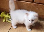 Energetic Ragdoll Kittens Ready Now - Ragdoll Kitten For Sale - 