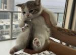Amazing Munchkin Kittens Ready Now - Munchkin Kitten For Sale - Decatur&comma; GA&comma; US