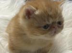 Exotic red male boy - Exotic Kitten For Sale - 