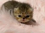 Exotic chocolate female - Exotic Kitten For Sale - Palm Coast&comma; FL&comma; US