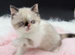 Exotic pointed girl - Exotic Kitten For Sale - 