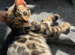 Lucy - Bengal Kitten For Adoption - 