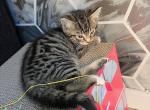 Bengal Kittens Ready Now - Bengal Kitten For Sale - Boston&comma; MA&comma; US