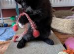 Maine Coon Kittens  ready for forever - Maine Coon Kitten For Sale - 