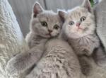 British shorthair Kittens Ready Now - British Shorthair Kitten For Sale - 